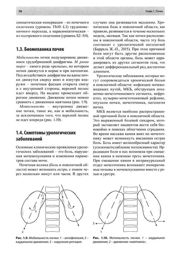 Мобильность почки Мобильность почки