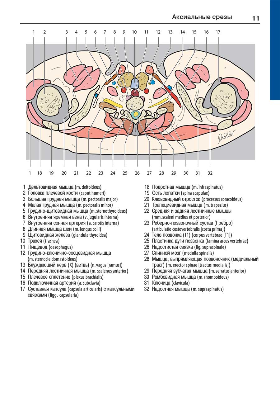 Пример страницы из книги "Атлас секционной анатомии человека на примере КТ- и МРТ-срезов".  Том 2-й: Внутренние органы  