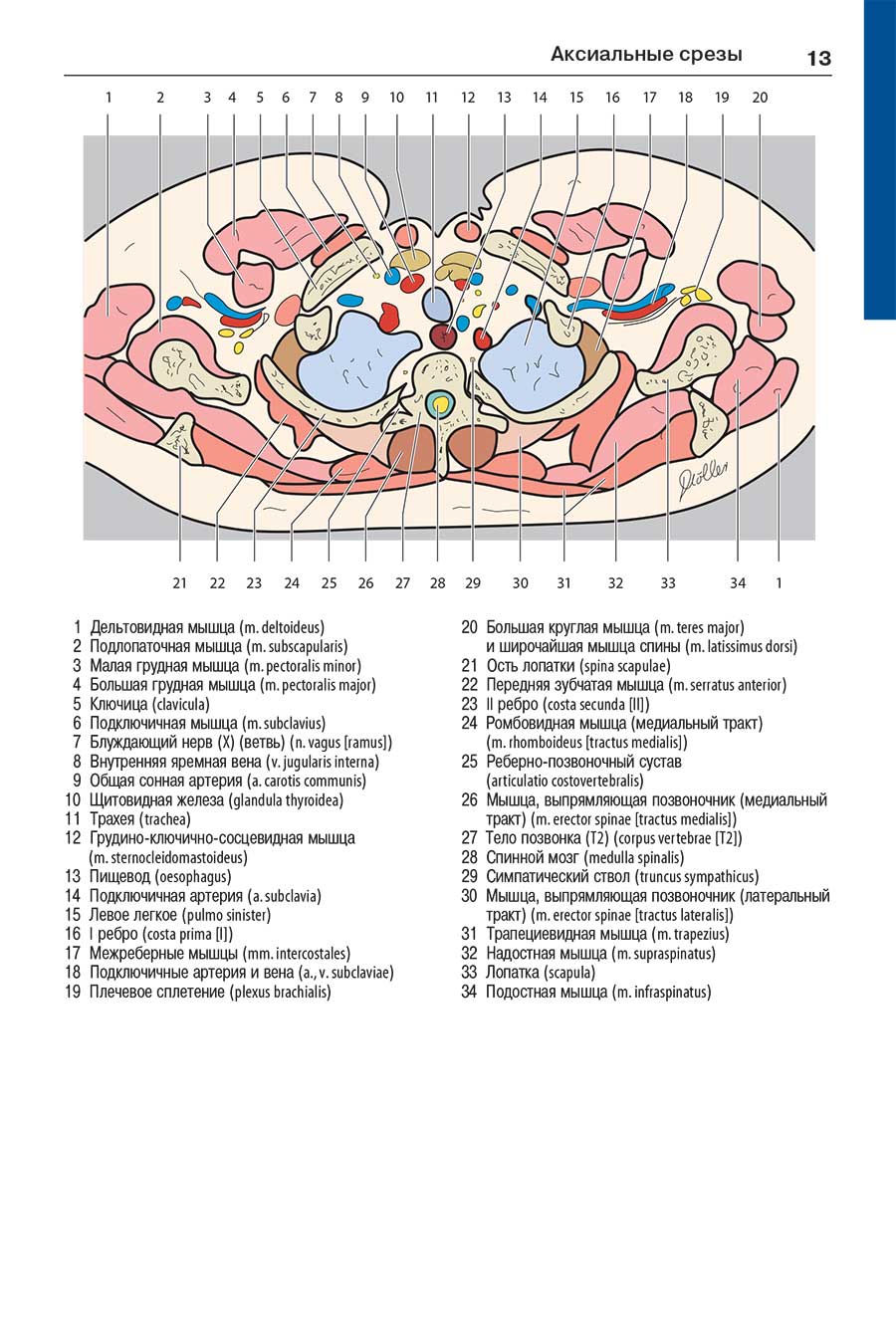 Пример страницы из книги "Атлас секционной анатомии человека на примере КТ- и МРТ-срезов".  Том 2-й: Внутренние органы  