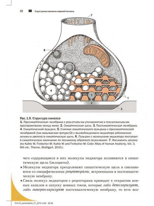 Структура синапса