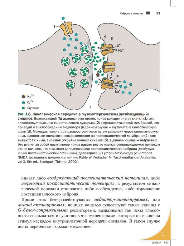 Синаптическая передача а глутаматергическом (возбуждающий)