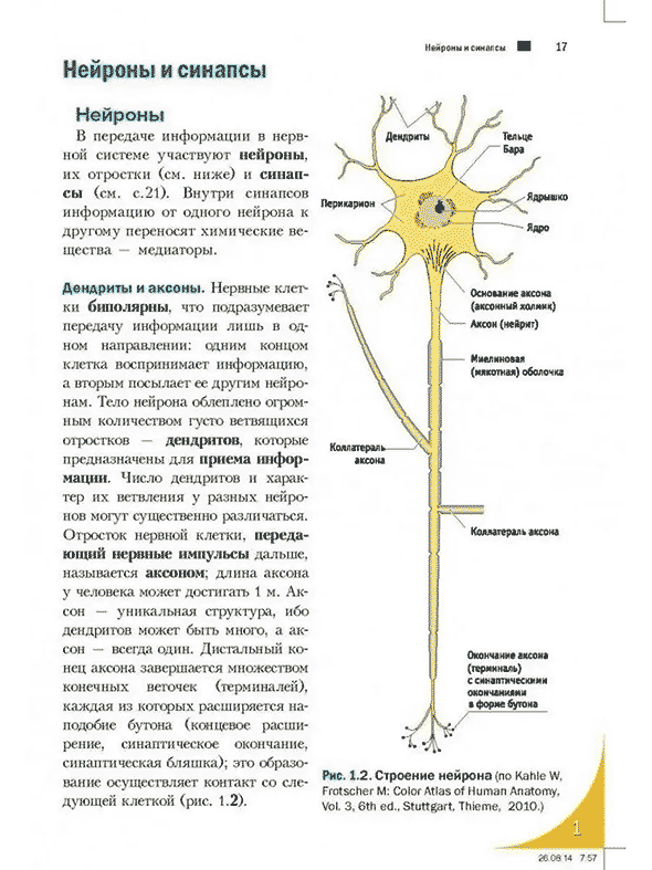 Строение нейрона