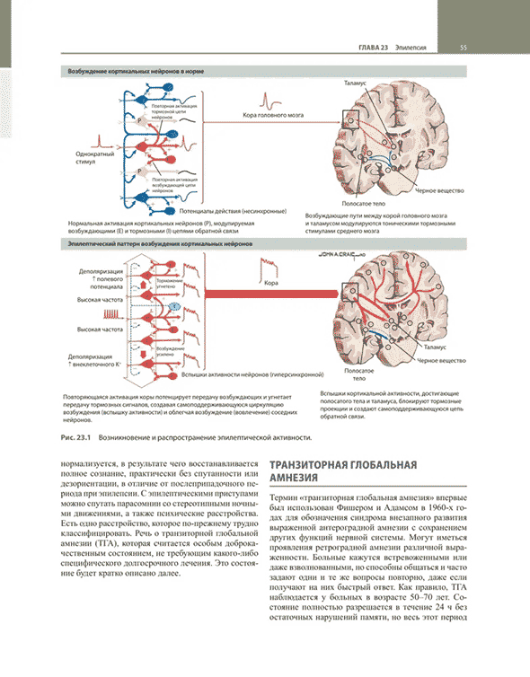 Пример страницы из книги "Неврология по Неттеру". Том 2 - Джаяшри Шринивасан, Клаудия ДЖ. Чавес, Брайан ДЖ. Скотт, Хуан Э. Смолл Пример страницы из книги "Неврология по Неттеру". Том 2 - Джаяшри Шринивасан, Клаудия ДЖ. Чавес, Брайан ДЖ. Скотт, Хуан Э. Смолл