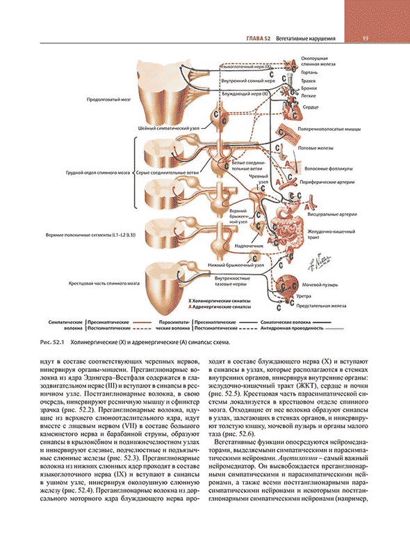 Пример страницы из книги "Неврология по Неттеру" Том 3 - Джаяшри Шринивасан, Клаудия ДЖ. Чавес, Брайан ДЖ. Скотт, Хуан Э. Смолл Пример страницы из книги "Неврология по Неттеру" Том 3 - Джаяшри Шринивасан, Клаудия ДЖ. Чавес, Брайан ДЖ. Скотт, Хуан Э. Смолл