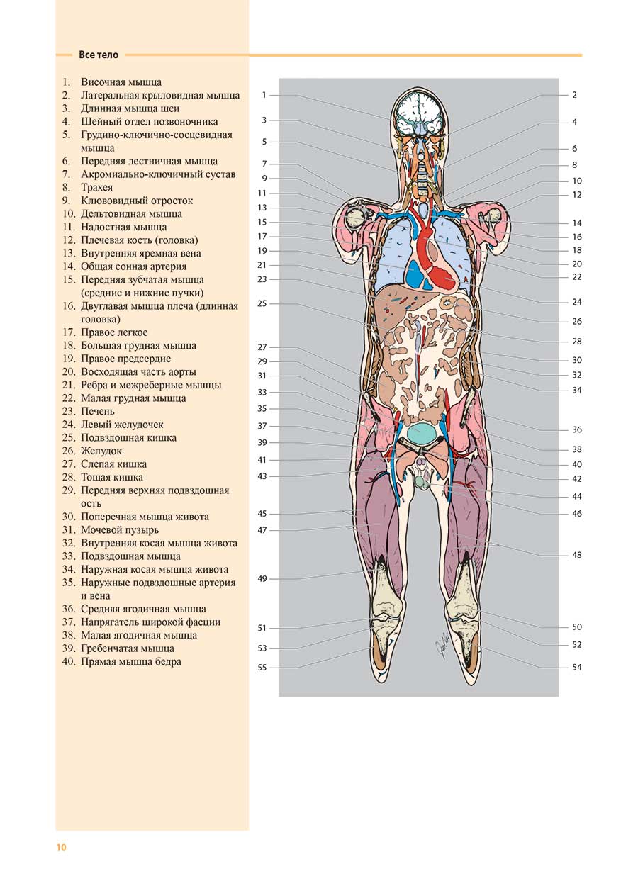 Все тело.  "Атлас секционной анатомии человека. Костно-мышечная система" 