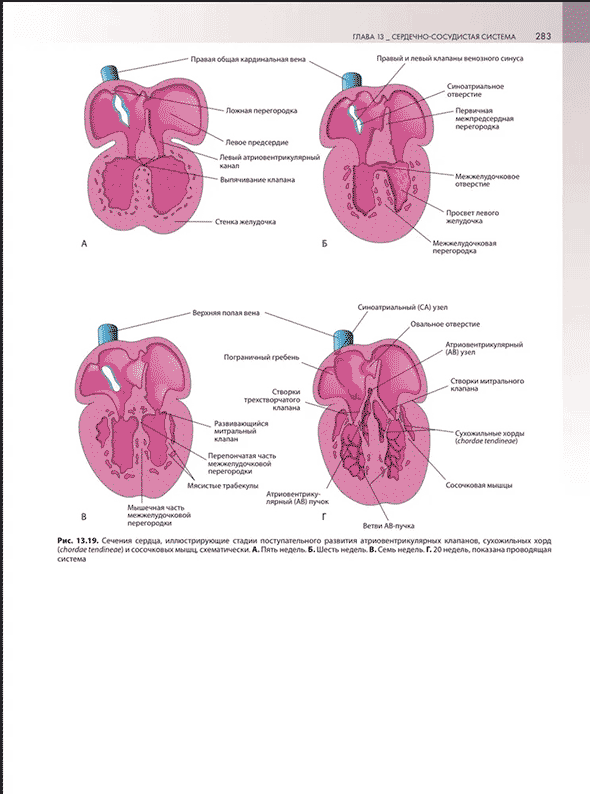 Пример страницы из книги "Клиническая эмбриология" - Кит Л. Мур, Т. В. Н. Персо, Марк Дж. Торкья