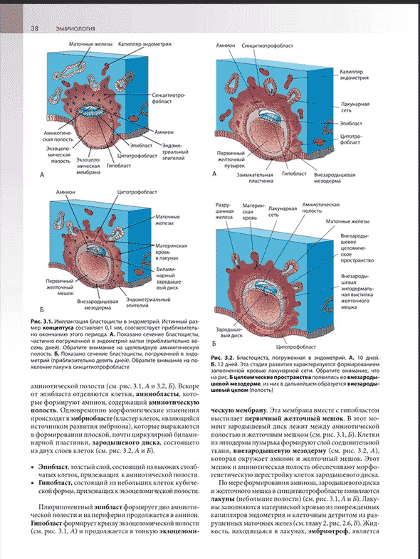Пример страницы из книги "Клиническая эмбриология" - Кит Л. Мур, Т. В. Н. Персо, Марк Дж. Торкья