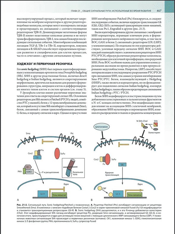 Пример страницы из книги "Клиническая эмбриология" - Кит Л. Мур, Т. В. Н. Персо, Марк Дж. Торкья
