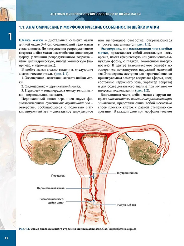 Схема анатомического строения шейки матки. Схема анатомического строения шейки матки.