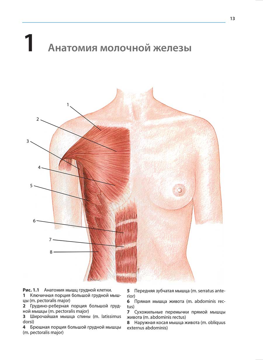 Рис. 1.1 Анатомия мышц грудной клетки
