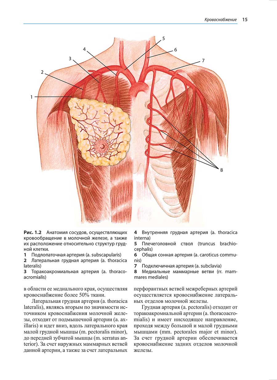 Рис. 1.2 Анатомия сосудов, осуществляющих кровообращение в молочной железе