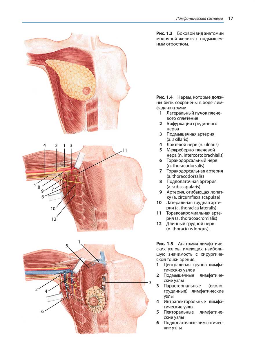 Рис. 1.3 Боковой вид анатомии молочной железы с подмышечным отростком