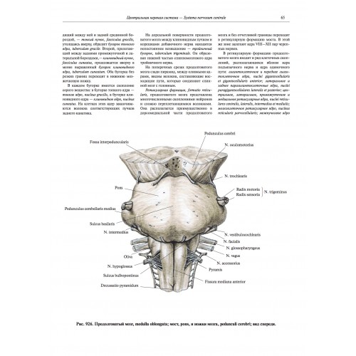 Примеры страниц из книги "Атлас анатомии человека в 4-х т." Том 4