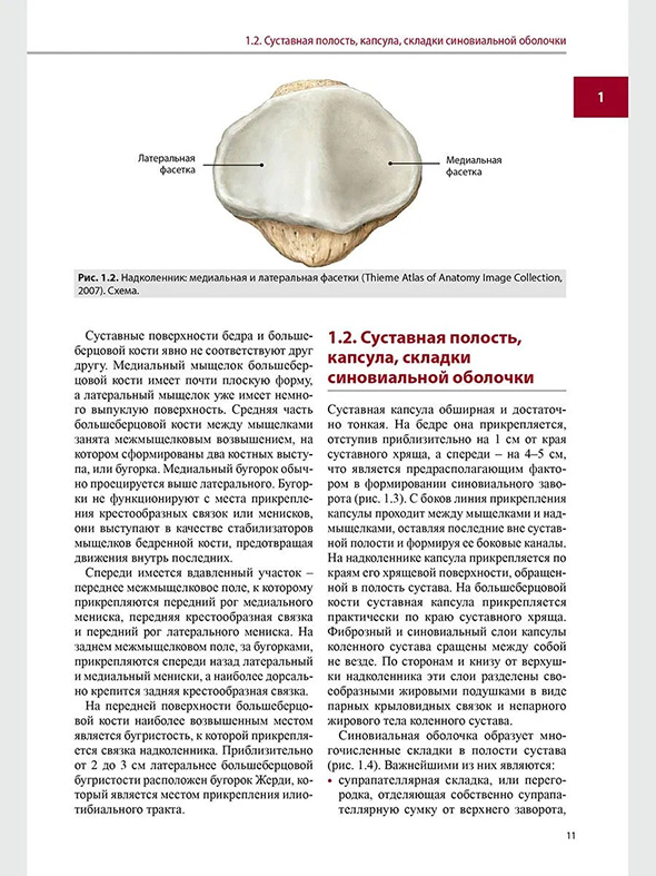 Надколенник медиальная и латеральная фасетки Надколенник медиальная и латеральная фасетки