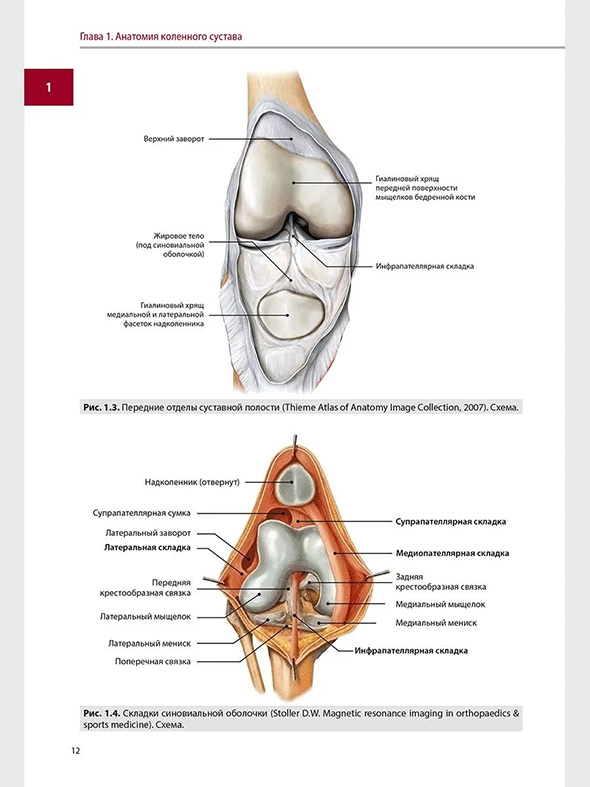 Складки синовиальной оболочки Складки синовиальной оболочки