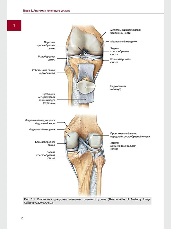 Основные структурные элементы коленного сустава Основные структурные элементы коленного сустава