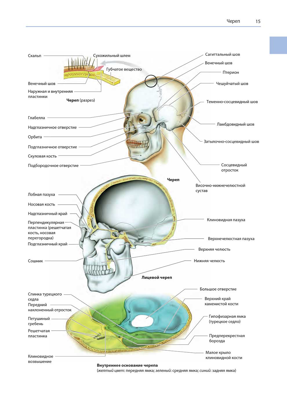 Внутреннее основание черепа