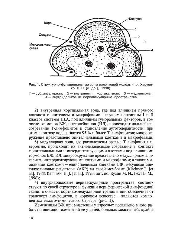 Структурно-функциональные зоны вилочковой железы