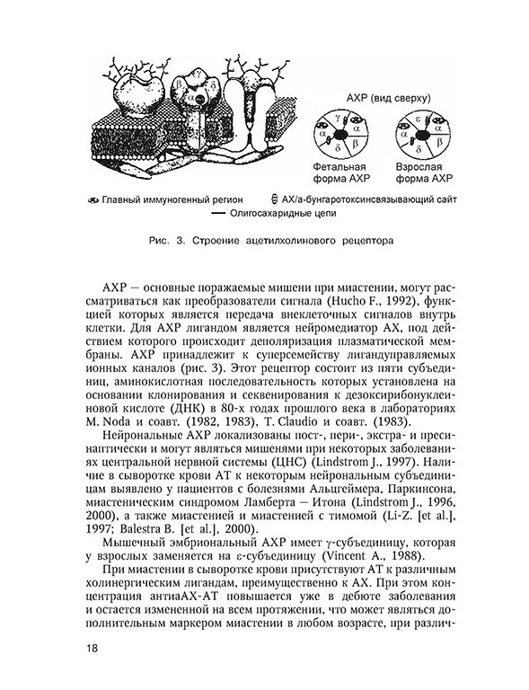 Строение ацетилхолинового рецептора