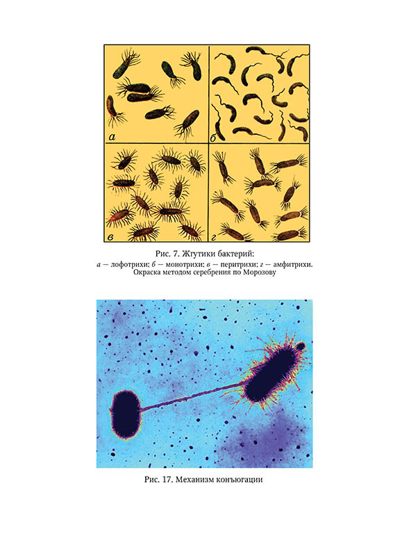 Пример страницы из книги "Микробиология, основы эпидемиологии и методы микробиологических исследований" - Сбойчаков В. Б.