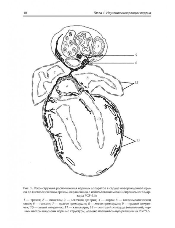 Реконструктивное расположение нервных аппаратов в сердце