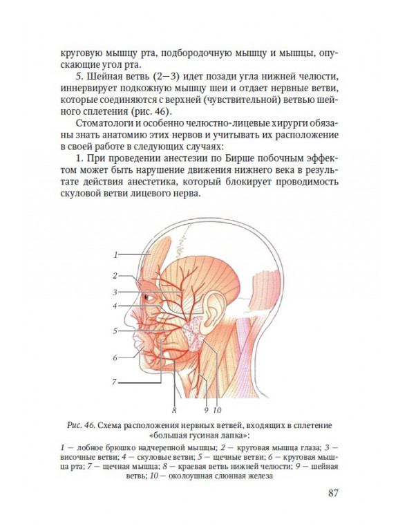 Рис. 46. Схема расположения нервных ветвей.