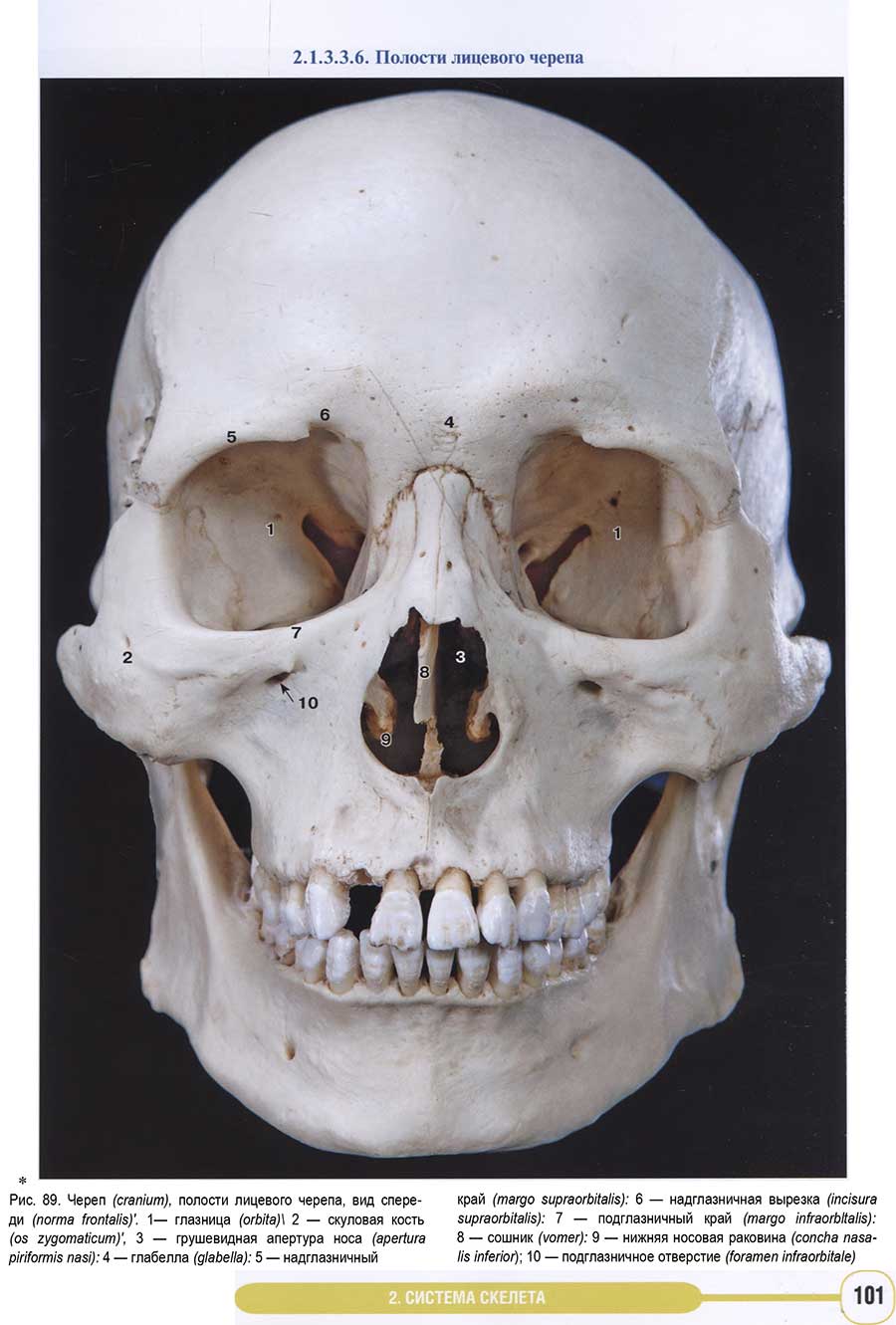 Примеры страниц из книги "Анатомия человека. Фотографический атлас. Том 1. Опорно-двигательный аппарат"