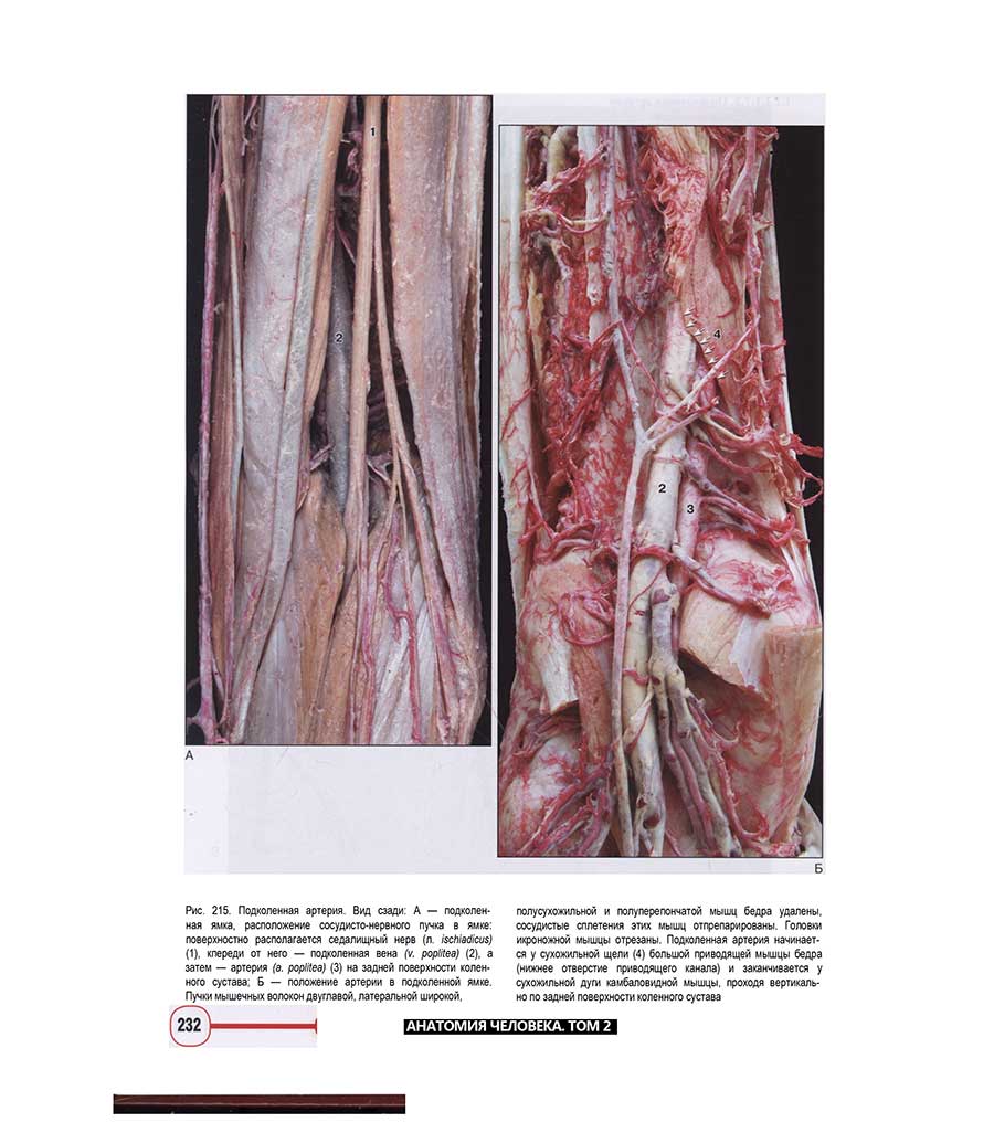 Примеры страниц из книги "Анатомия человека. Фотографический атлас. Том 2. Сердечно-сосудистая система. Лимфатическая система"