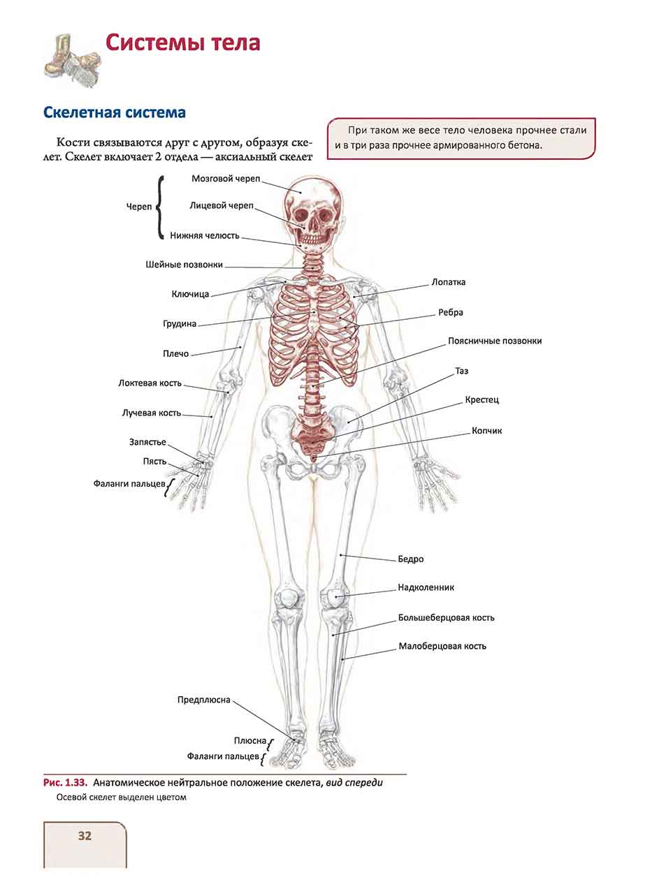Рис. 1.33. Анатомическое нейтральное положение скелета, вид спереди Осевой скелет выделен цветом