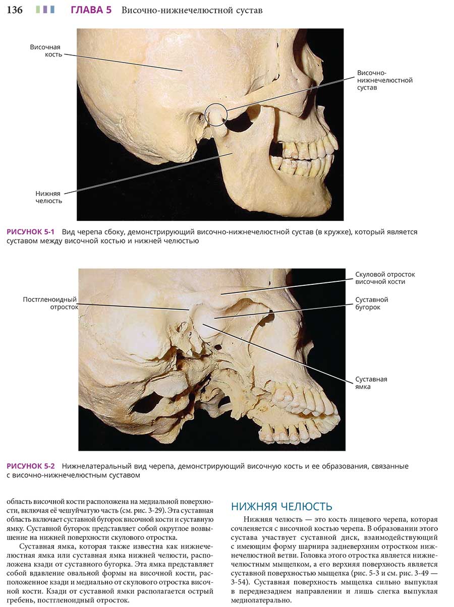 РИСУНОК 5-1 Вид черепа сбоку, демонстрирующий височно-нижнечелюстной сустав