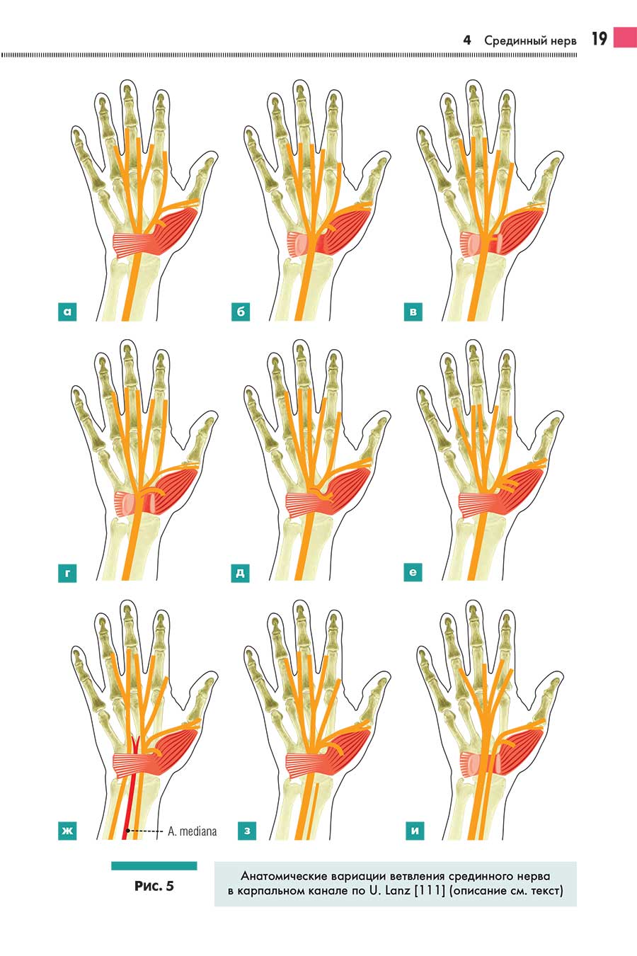 Анатомические вариации ветвления срединного нерва