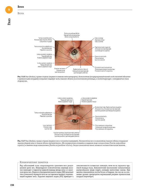 Глаз (Oculus), правая сторона (верхнее веко полностью вывернуто)
