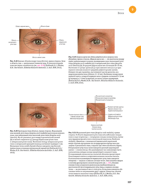 Пропорции глаза (Oculus), правая сторона. 