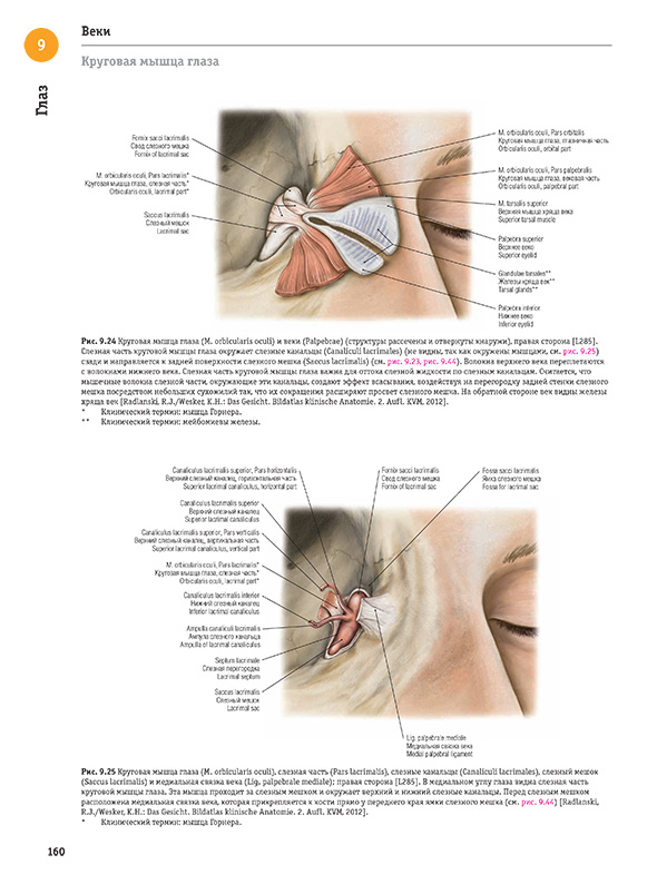 Круговая мышца глаза