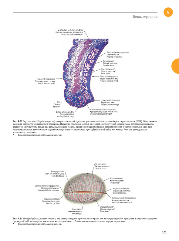 Верхнее веко (Palpebra superior); микроскопический препарат; увеличенный сагиттальный срез; окраска азаном
