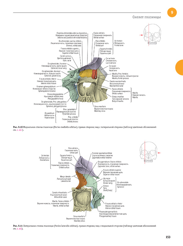 Латеральная стенка глазницы