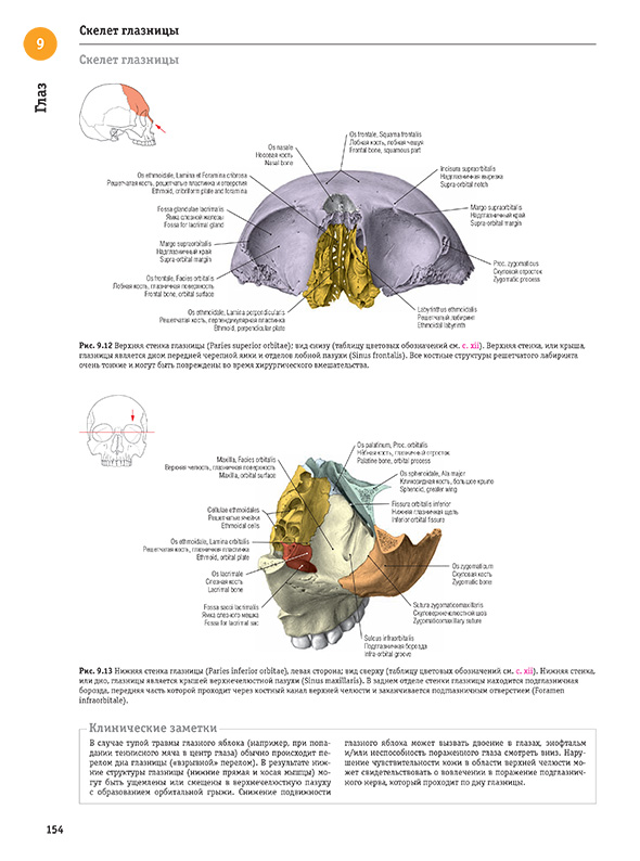  Нижняя стенка глазницы