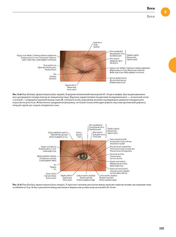 Глаз (Oculus), правая сторона (глаз закрыт). 