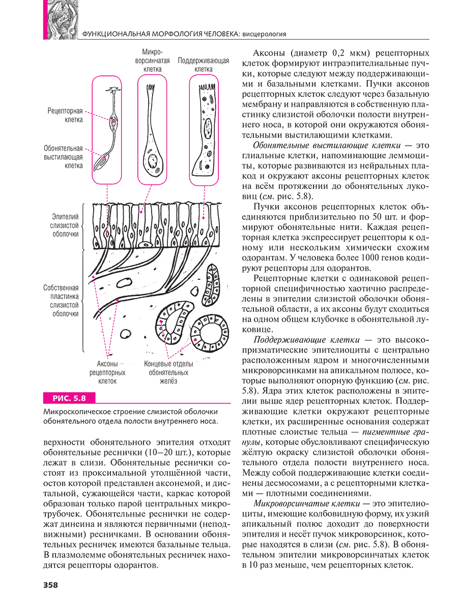 Микроскопическое строение слизистой оболочки обонятельного отдела полости внутреннего носа.