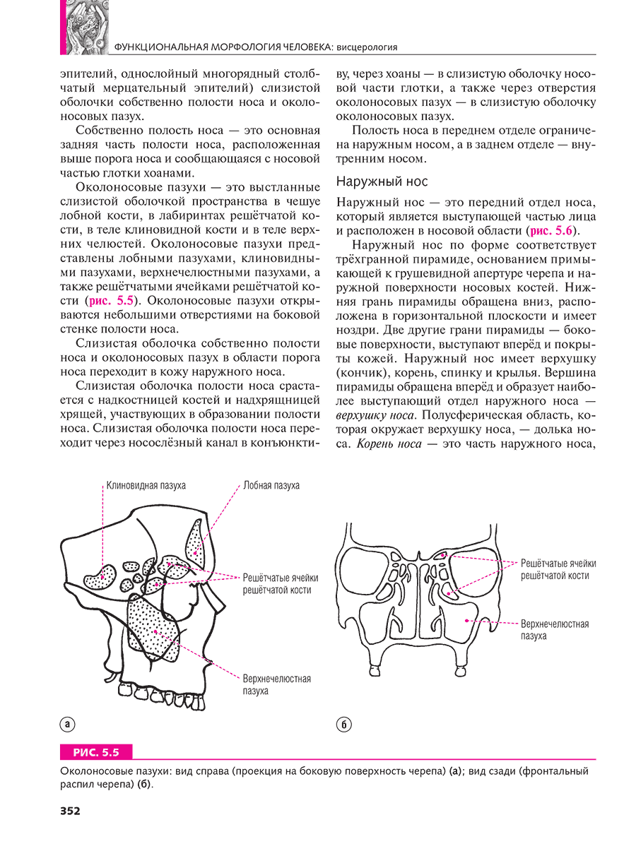 Околоносовые пазухи: вид справа (проекция на боковую поверхность черепа)