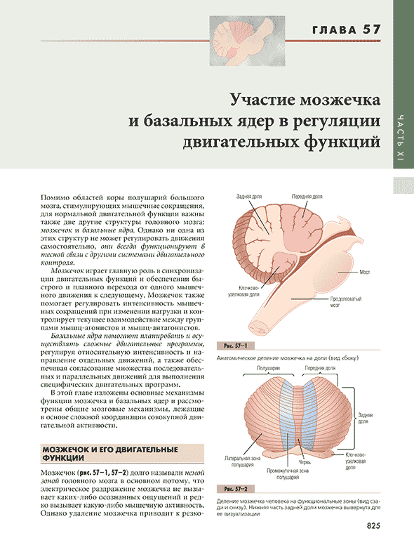Деление мозжечка человека на функциональные зоны (вид сзади и снизу)