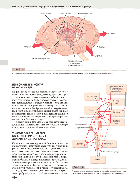 Анатомические связи базальных ядер с корой полушарий большого мозга и таламусом в трехмерном изображении