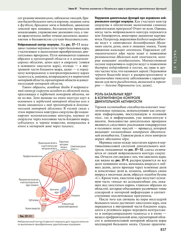 Нейрональный контур (стрелки) скорлупы для подсознательного выполнения приобретенных двигательных программ