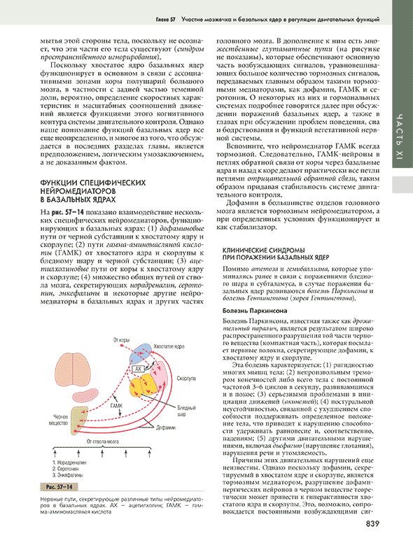 Нервные пути, секретирующие различные типы нейромедиаторов в базальных ядрах