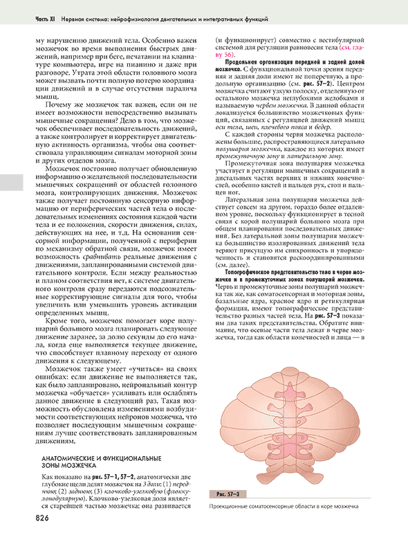 Проекционные соматосенсорные области в коре мозжечка