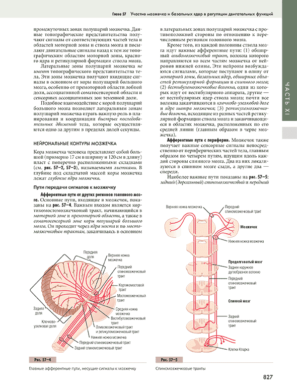 Главные афферентные пути, несущие сигналы к мозжечку