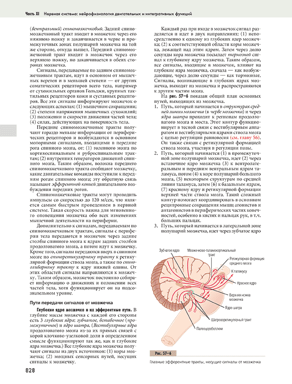 Главные эфферентные тракты, несущие сигналы от мозжечка