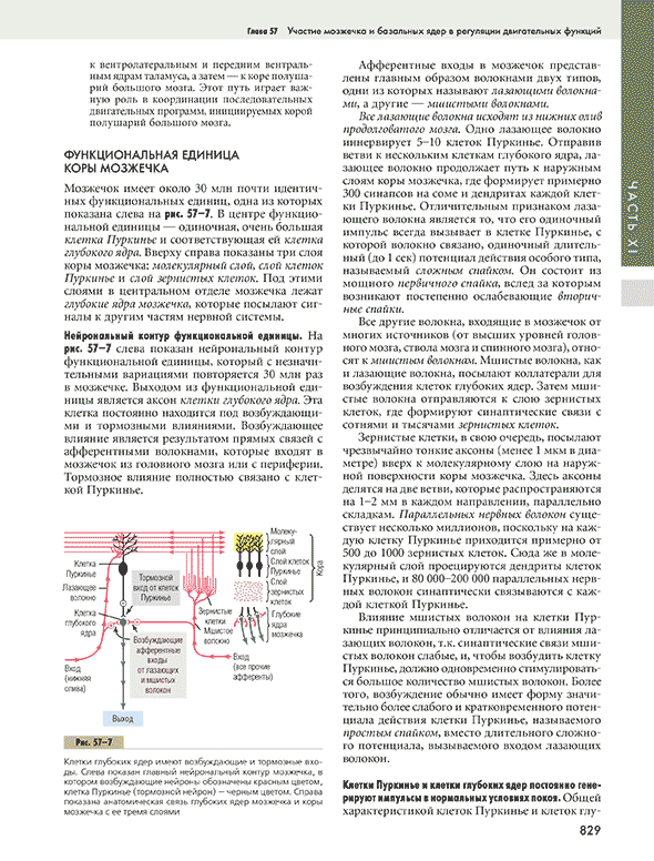Клетки глубоких ядер имеют возбуждающие и тормозные входы. 