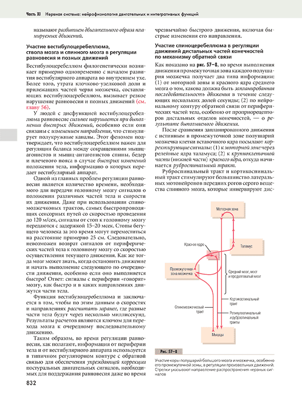 Участие коры полушарий большого мозга и мозжечка, особенно его промежуточной зоны, в регуляции произвольных движений. 