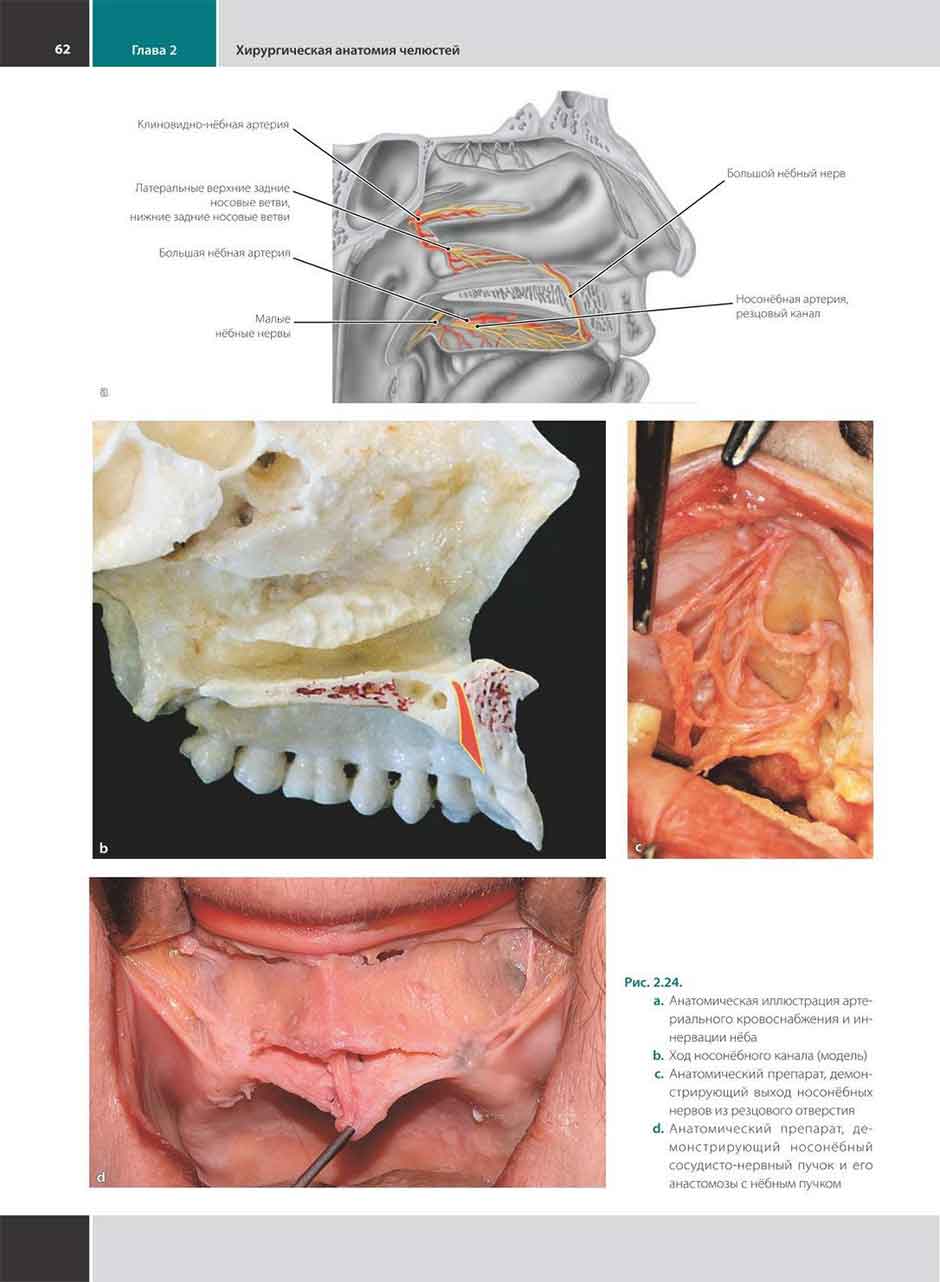 а. Анатомическая иллюстрация артериального кровоснабжения и иннервации нёба